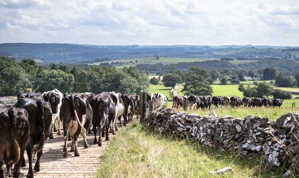 cows walking down a track